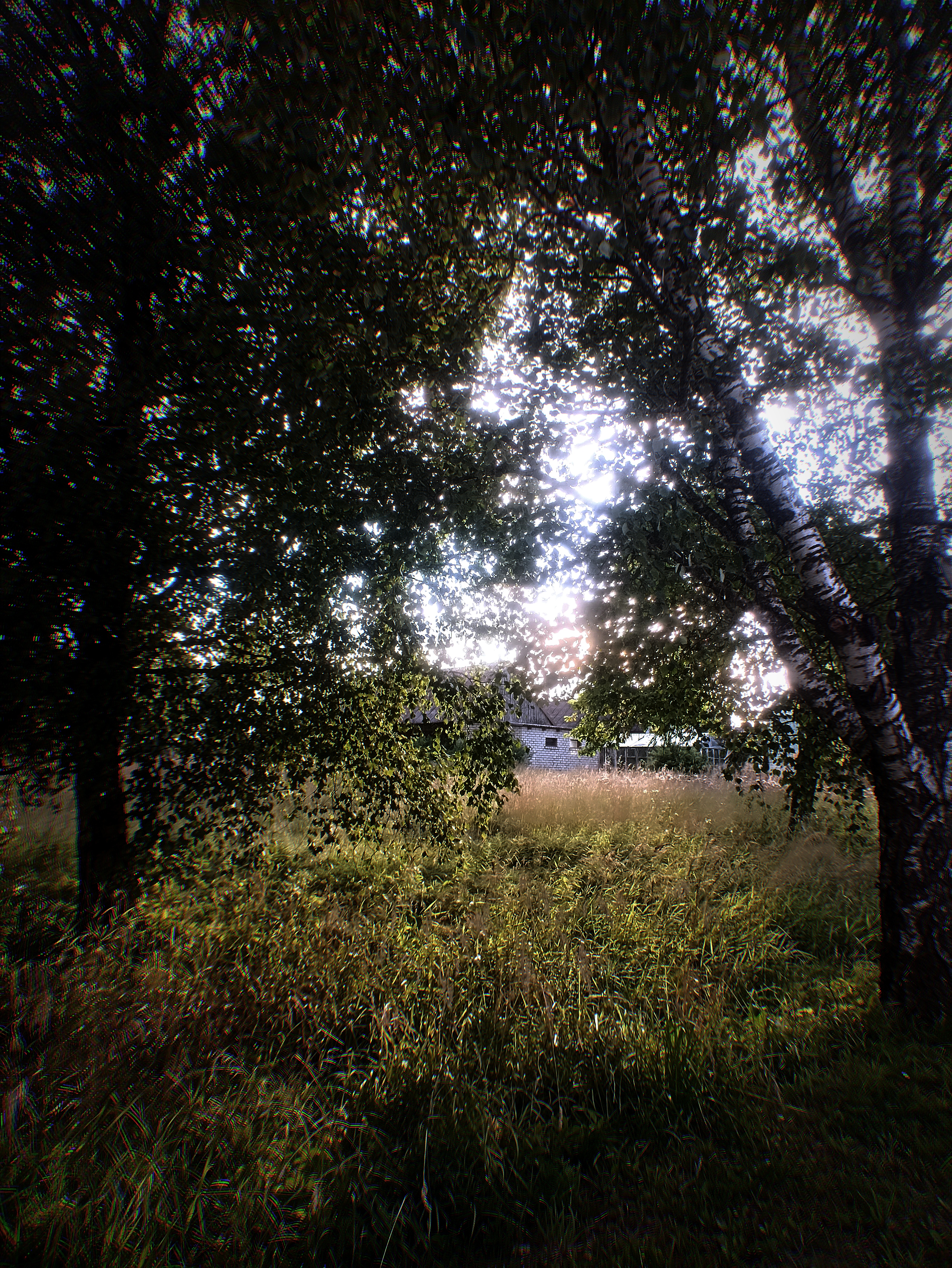 Birch trees